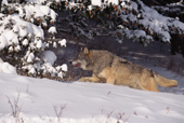Gray Wolf, Canis lupus, male adult uses cover of tree shadows to travel around. Montana, USA.    CA.