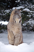 Lynx Canadensis. Predator of the boreal forest in winter snow. Montana. USA.