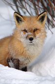 N.American Red Fox (Vulpes fulva) has snow on her face. Red foxes are moving into the Arctic where they compete with the resident Arctic Foxes. Montana, U.S.A.
