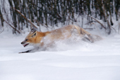 N.American Red Fox (Vulpes fulva) running through snow Red foxes are moving into the Arctic where they compete with the resident Arctic Foxes. Montana, U.S.A.