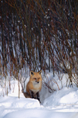 N.American Red Fox (Vulpes fulva) in snow. Red foxes are moving into the Arctic where they compete with the resident Arctic Foxes. Montana, U.S.A.