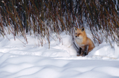 N.American Red Fox (Vulpes fulva) in snow. Red foxes are moving into the Arctic where they compete with the resident Arctic Foxes. Montana, U.S.A.