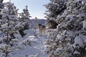 Gray Wolf. Adult male stands amongst snow covered spruce. Montana. USA.