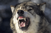 Male Grey Wolf snarls showing his powerful jaws and teeth. Montana. USA.