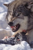 Gray Wolf. Adult male defending his food with a  snarl. Montana. USA.