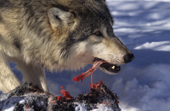 Grey wolf feeding on a carcass in snow, chewing on ribs. Montana. USA.