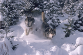 Gray Wolves, Canis lupus. Running through deep snow & Spruce trees. Montana, USA