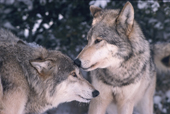 Gray Wolf, Canis lupus, Alpha male with subservient pack member. Montana, U.S.A.