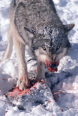 Gray Wolf, Canis lupus, male adult snarls to defend his meal. Montana, U.S.A.