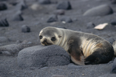 Antarctic Fur Seal pup. Arctocephalus gazella on the beach at Sealers Corner, Heard Island. Subantarctica.