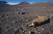 Mummified Crabeater Seal deep in the Taylor Dry Valley. Antarctica.