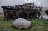Bull Elephant Seal rests on the grass in front of an old boat. Grytviken. South Georgia. Sub Antarctica