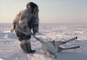 Inuk, Augustine Taqqaugaq, from Igloolik, skins a caribou he has just shot. Baffin Is., Nunavut, Canada Canada. 1987