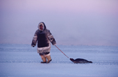 Louis Tepardjuk, drags a dead seal while out hunting at the floe edge. Igloolik, Nunavut, Canada. 1990