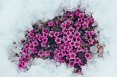Purple saxifrage is one of the first tundra plants to flower in the Arctic. Jens Munk Island, Nunavut, Canada. 1992