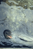 Leopard seal, Hydrurga leptonyx, portrait in the water showing teeth. Antarctica.