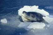 Leopard seal, Hydrurga leptonyx, portrait as it breaks through thin ice. Antarctica