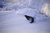 Ross Seal on Sea Ice, these seals inhabit the heavy Pack Ice and are rarely seen. Antarctica