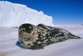 Weddell Seal, Leptonychotes weddelli, on sea ice by an iceberg. Antarctica