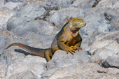Land Iguana amongst rocks, South Plaza Island.  Galapagos Islands. Ecuador.