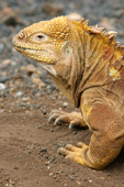 Portrait of a Land Iguana at the Charles Darwin Research Station. Puerto Ayora. Santa Cruz. Galapagos