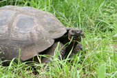 The Primicias Farm, Giant tortoise, Geochelone elephantophus porteri, in the wild. Santa Cruz. Galapagos.