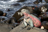 Brightly coloured Marine Iguana, Amblyrhynchus cristatus, on the rocks at Punta Suarez, Espanola, Galapagos Islands