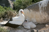 Nazca Booby, Sula granti, and its chick in the shade of a rock, Punta Suarez, Espanola, Galapagos Islands