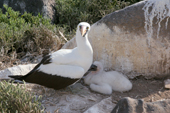 Nazca Booby, Sula granti, and its chick in the shade of a rock, Punta Suarez, Espanola, Galapagos Islands
