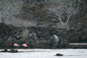 Greater Flamingoes rest with a backdrop of black lave, Flamingo Lagoon, Punta Cormoran, Floreana. Galapagos Islands