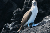 Blue-footed booby on a rock. Punta Moreno. Isabela Galapagos Islands.