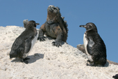 Galapagos Penguin and Marine Iguana. Punta Moreno. Isabela Galapagos Islands