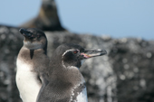 Galapagos Penguin portrait. Punta Moreno. Isabela Galapagos Islands