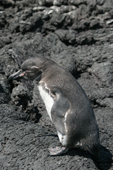 Galapagos Penguin. Punta Moreno. Isabela. Galapagos Islands.
