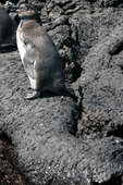 Galapagos Penguin on pillow lava which forms underwater. Punta Moreno. Isabela. Galapagos Islands.