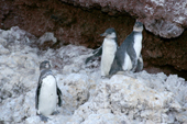 Galapagos Penguin adult and two immature on a rocky island near Isabela. Galapagos Islands.