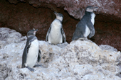 Galapagos Penguin adult and two immature on a rocky island near Isabela. Galapagos Island
