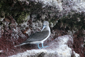 Blue-footed Booby on a rocky island near Isabela. Galapagos Islands.