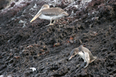 Galapagos Penguin and a pelican rest on a small island near Isabela. Galapagos Islands.