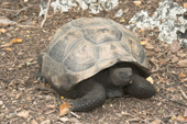 Galapagos Giant Tortoise. G.e. vandenburgi, from the Alcedo Volcano, Urvina Bay, Isabela, Galapagos. Ecuador