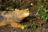 Land iguana and poison apple. The land at Urvina Bay was uplifted 11m in 1954 & 1994, Isabela, Galapagos. Ecuador