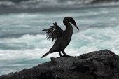 Flightless cormorant dries its wings on the shore at Punta Espinosa, Fernandina. Galapagos. Ecuador.