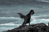 Flightless cormorant dries its wings on the shore at Punta Espinosa, Fernandina. Galapagos. Ecuador.