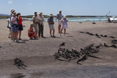 Visitors and marine iguanas survey each other on the shore at Punta Espinosa, Fernandina. Galapagos Ecuador