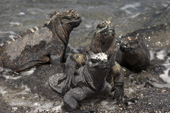 Marine iguanas on the shore at Punta Espinosa, Fernandina. Galapagos. Ecuador.