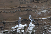 Two Blue-footed Boobies perch on a ledge below bands of volcanic ash and lava. Punta Vicente Roca, Galapagos. Ecuador