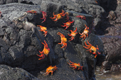 Sally Lightfoot Crabs on lava, Puerto Egas, Santiago, Galapagos. Ecuador