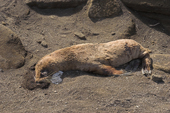 Dead Galapagos Fur Seal pup, Puerto Egas, Santiago, Galapagos. Ecuador.