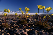 Yellow Arctic Poppies against a blue Arctic sky. Summer in North Greenland
