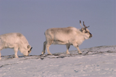 Svalbard Reindeer, (Rangifer tarandus platyrhynchus). Spitsbergen